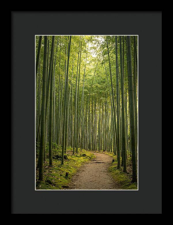 Bamboo Pathway Through Tranquility