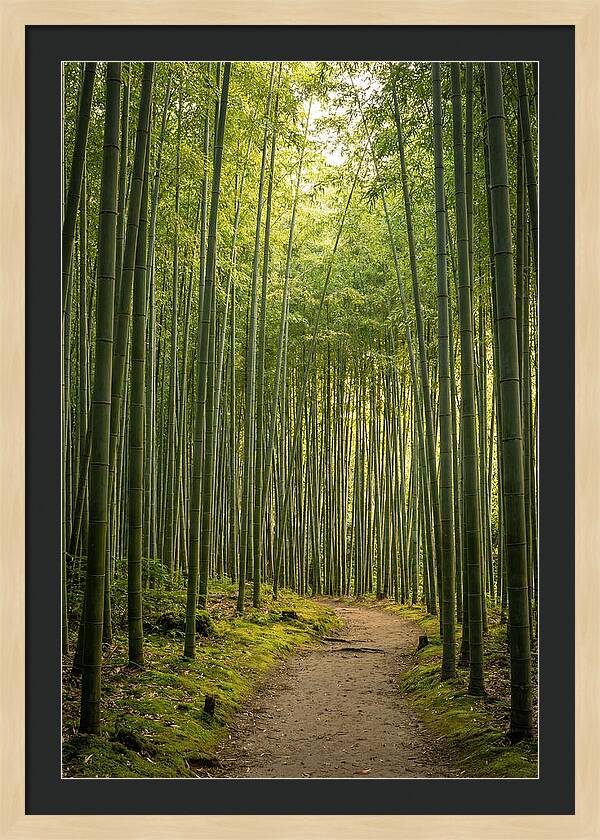 Bamboo Pathway Through Tranquility