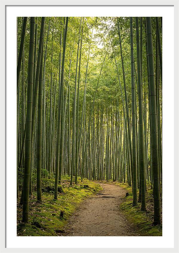 Bamboo Pathway Through Tranquility