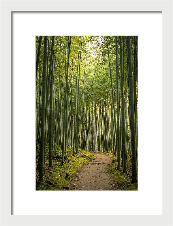 Bamboo Pathway Through Tranquility