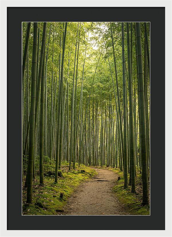 Bamboo Pathway Through Tranquility
