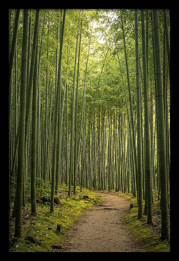 Bamboo Pathway Through Tranquility