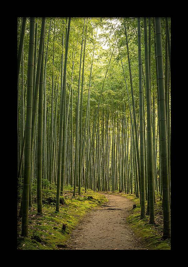 Bamboo Pathway Through Tranquility