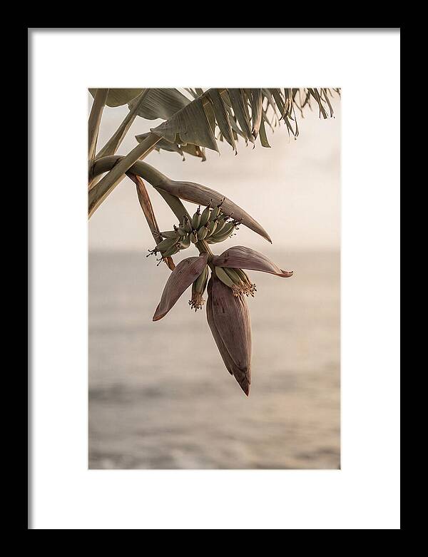 Banana Flower Serenity