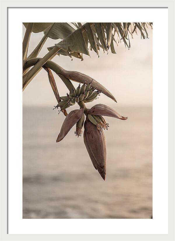 Banana Flower Serenity