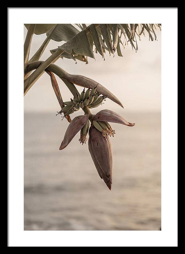 Banana Flower Serenity