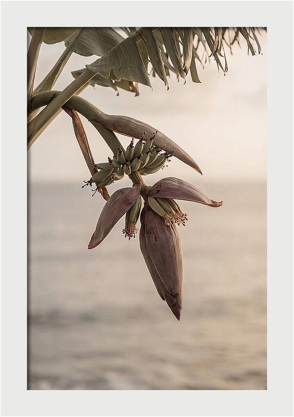 Banana Flower Serenity