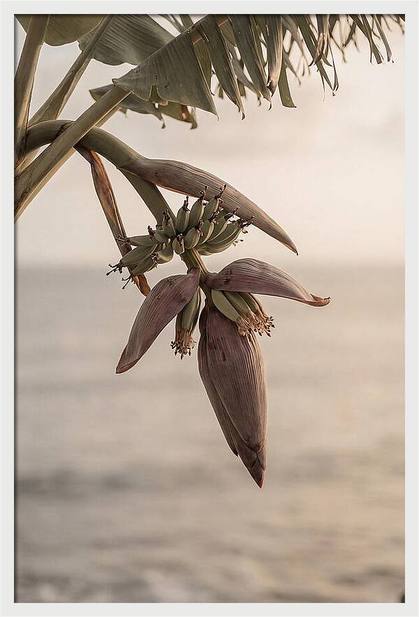 Banana Flower Serenity