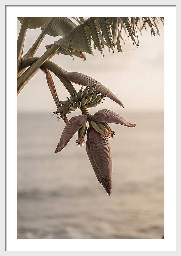 Banana Flower Serenity