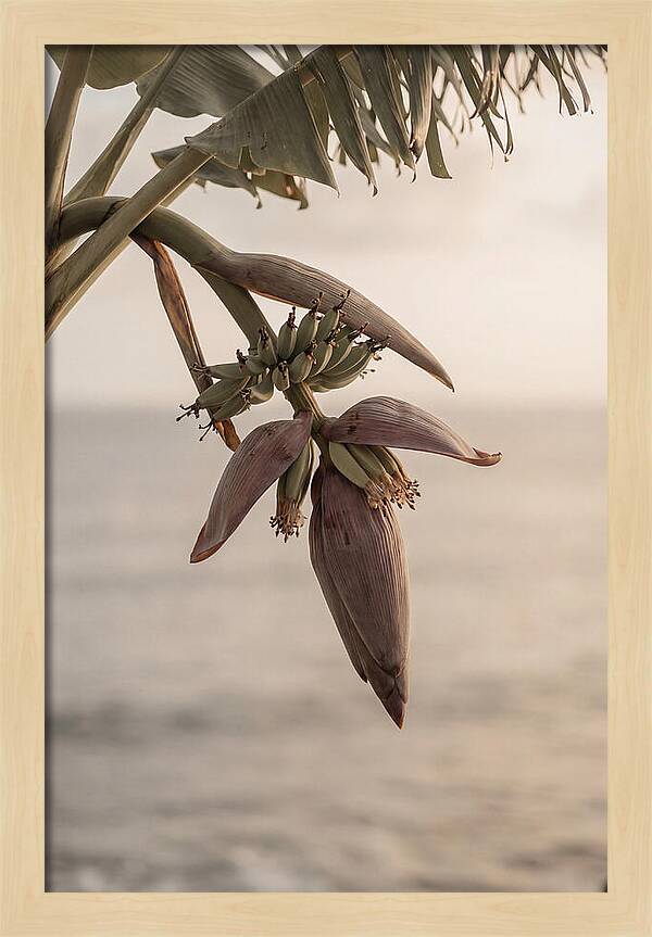 Banana Flower Serenity