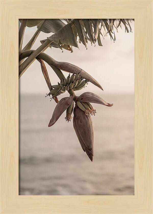 Banana Flower Serenity