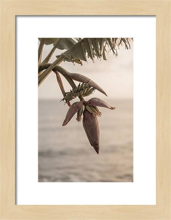Banana Flower Serenity