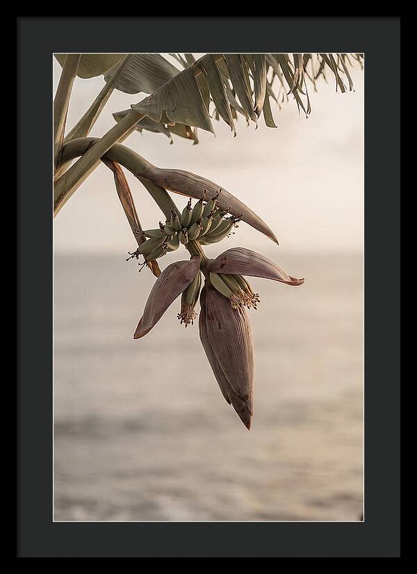 Banana Flower Serenity