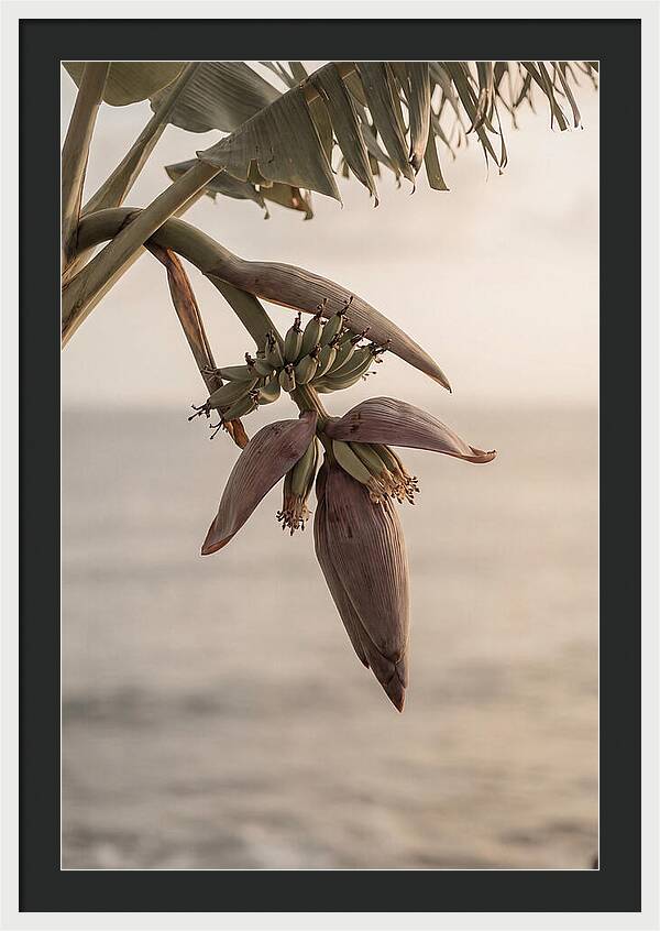 Banana Flower Serenity