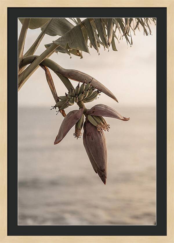 Banana Flower Serenity