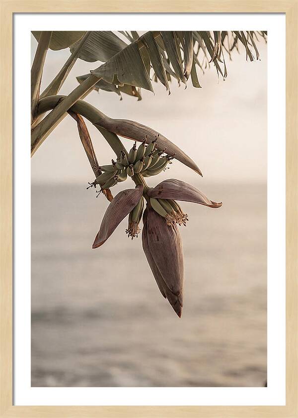 Banana Flower Serenity
