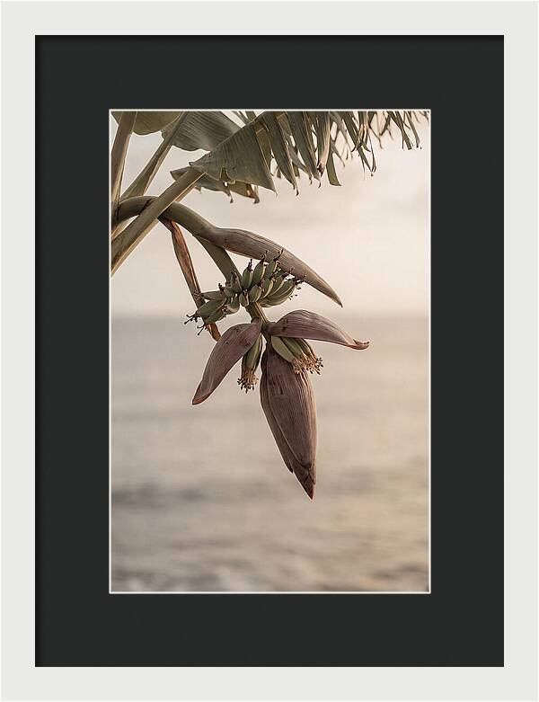 Banana Flower Serenity