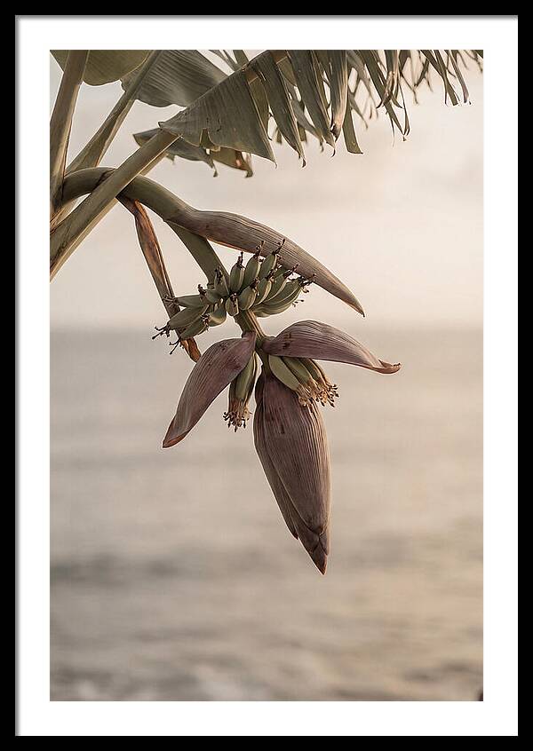 Banana Flower Serenity