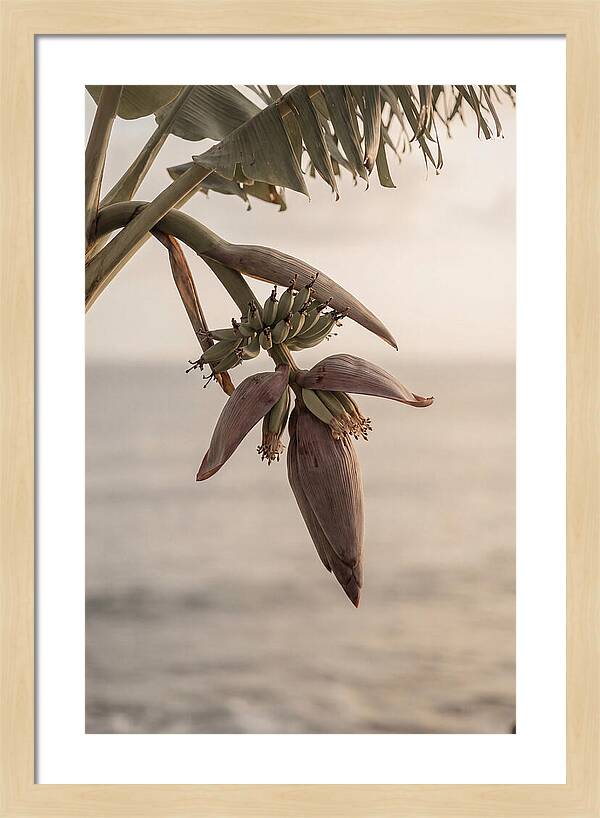 Banana Flower Serenity