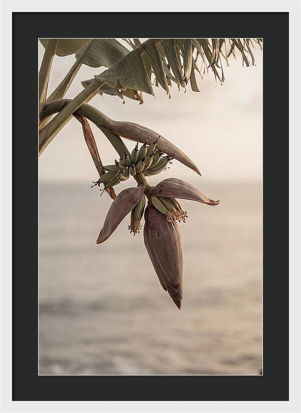 Banana Flower Serenity