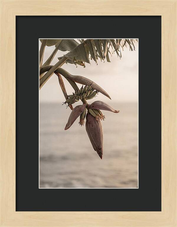Banana Flower Serenity