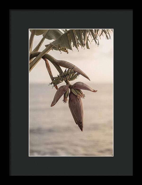 Banana Flower Serenity