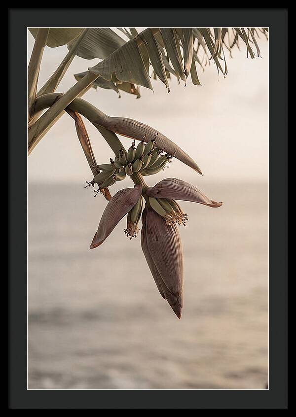 Banana Flower Serenity