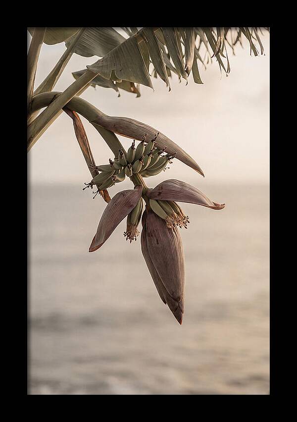 Banana Flower Serenity