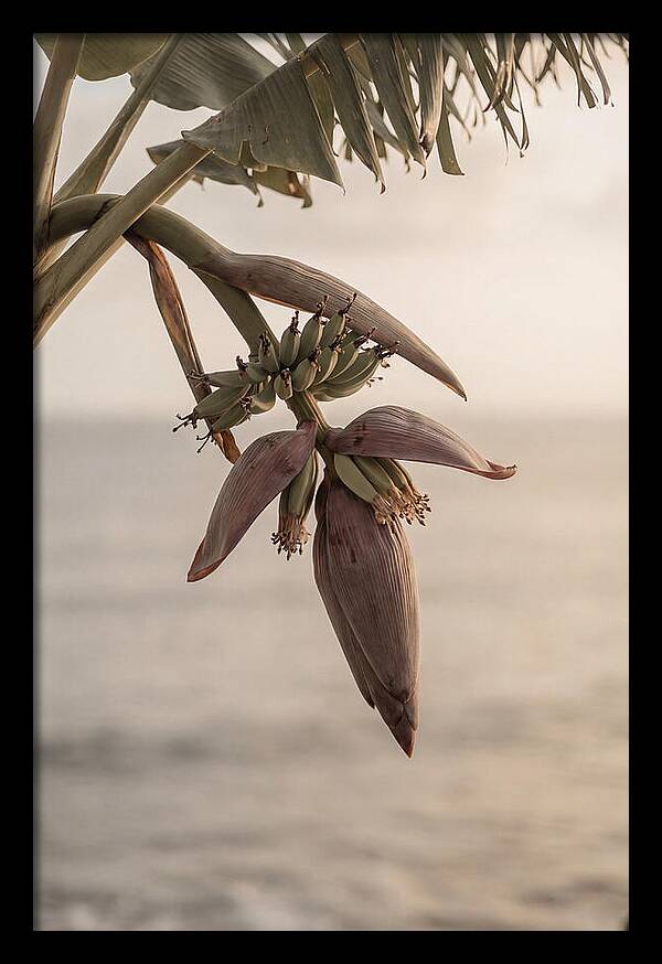 Banana Flower Serenity