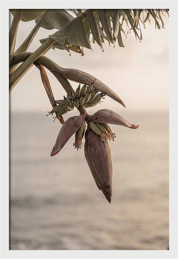 Banana Flower Serenity