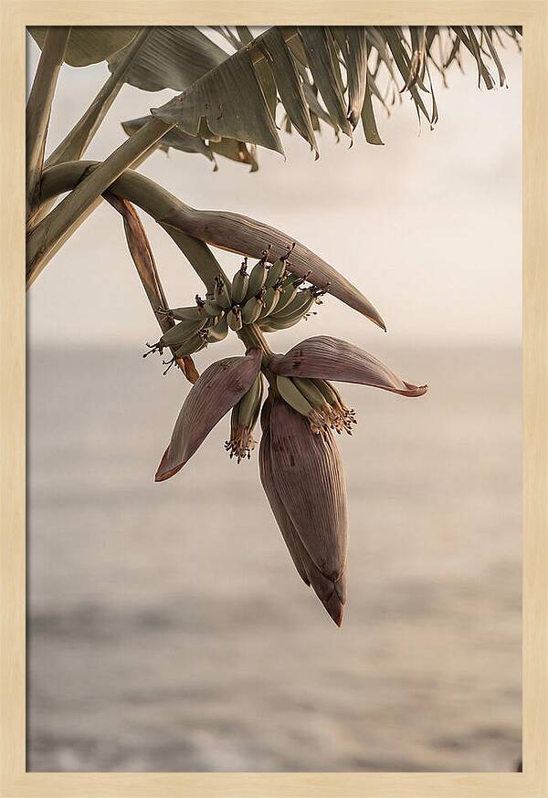 Banana Flower Serenity
