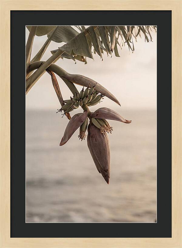Banana Flower Serenity