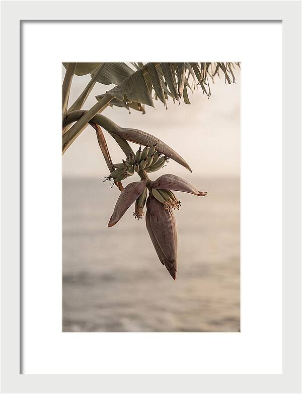 Banana Flower Serenity