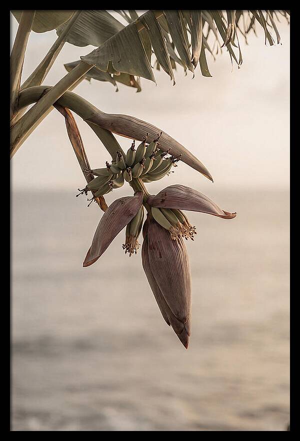 Banana Flower Serenity