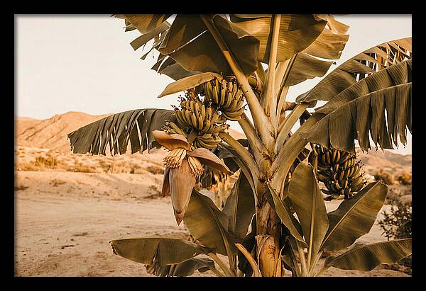Banana Plant In Bloom