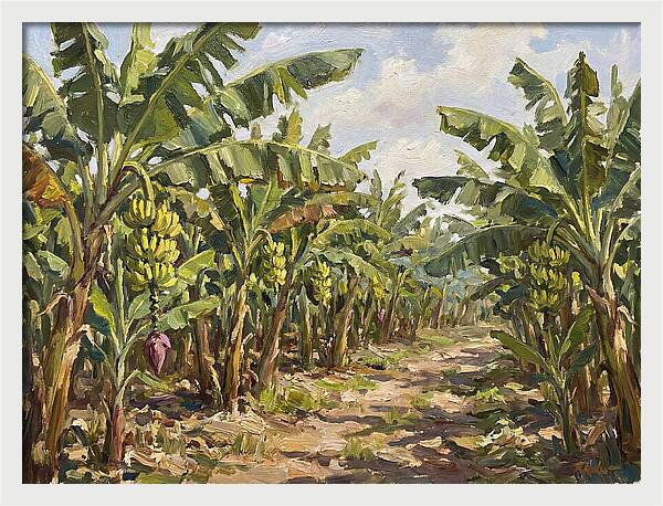 Banana Plantation Serenity
