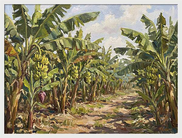 Banana Plantation Serenity
