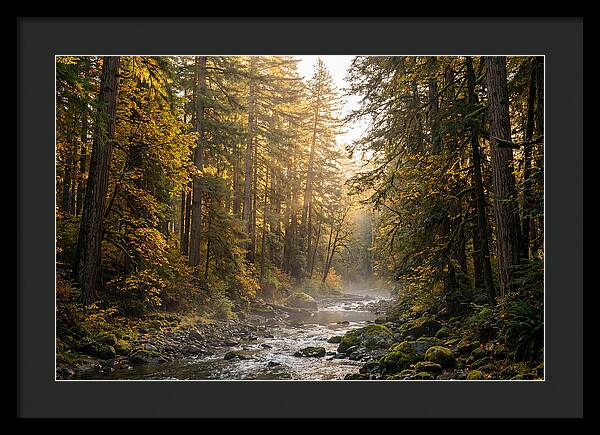 Bankhead Wilderness Serenity