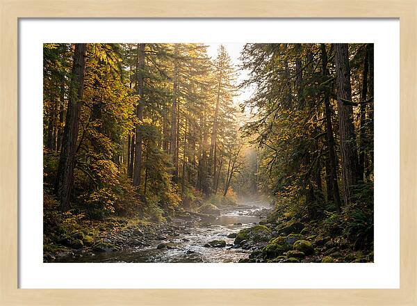 Bankhead Wilderness Serenity