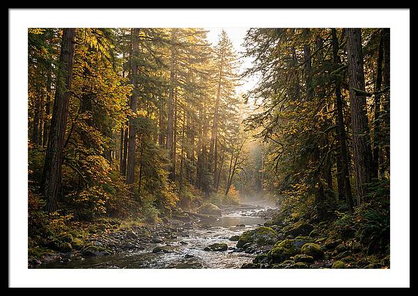 Bankhead Wilderness Serenity