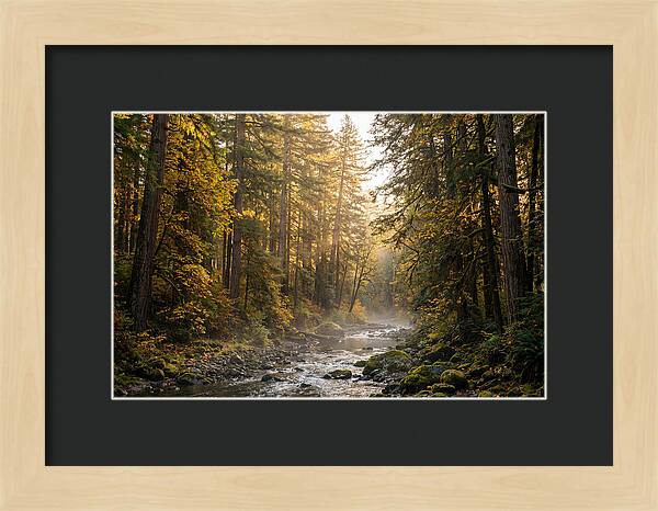 Bankhead Wilderness Serenity