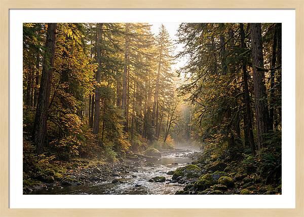 Bankhead Wilderness Serenity