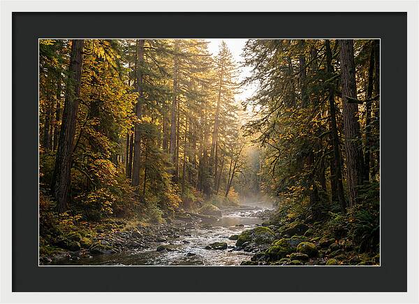 Bankhead Wilderness Serenity