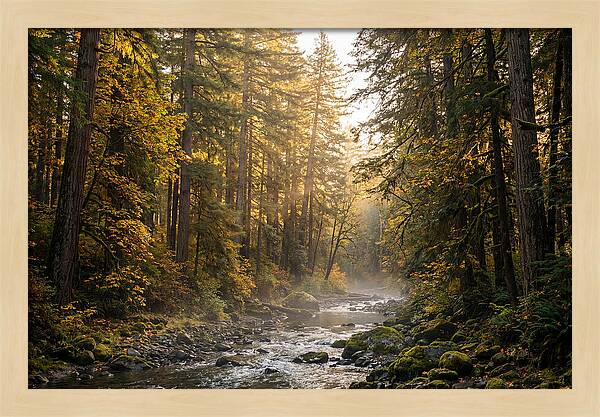 Bankhead Wilderness Serenity