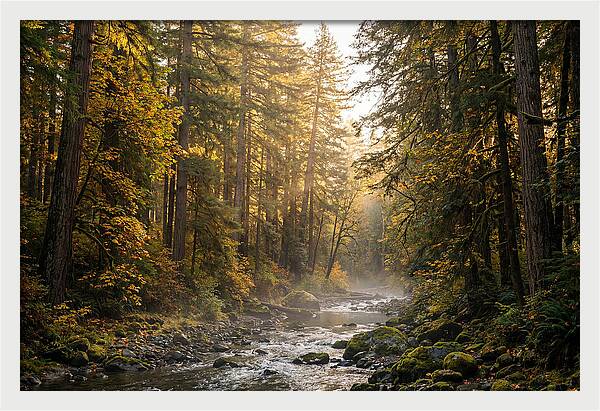 Bankhead Wilderness Serenity