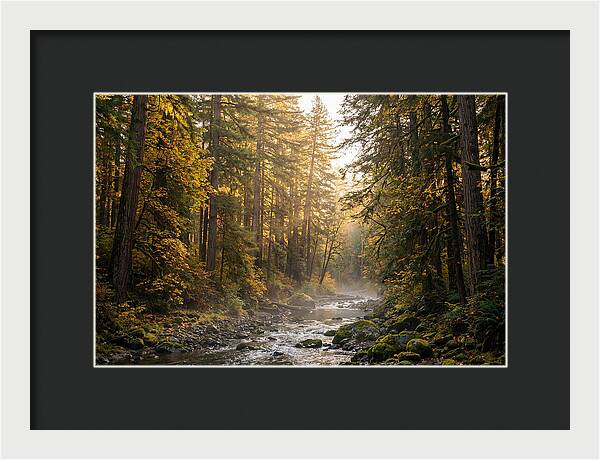 Bankhead Wilderness Serenity