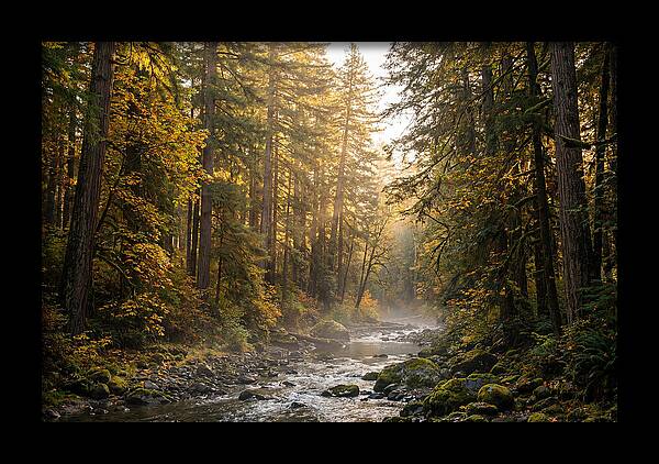 Bankhead Wilderness Serenity