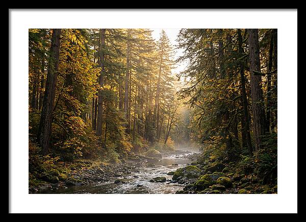 Bankhead Wilderness Serenity