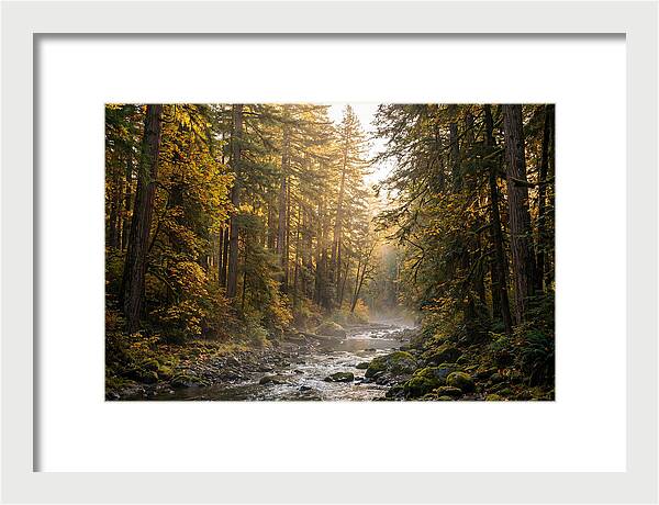 Bankhead Wilderness Serenity