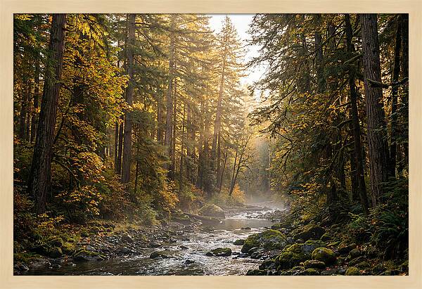 Bankhead Wilderness Serenity